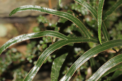 Pteris umbrosa