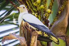Ducula spilorrhoa