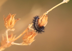 Euphydryas chalcedona corralensis