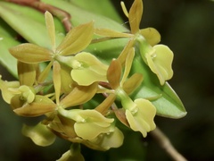 Epidendrum amphistomum