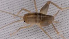 Ceuthophilus californianus