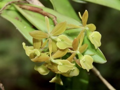 Epidendrum amphistomum