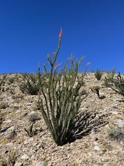 Fouquieria splendens splendens