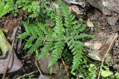 Dryopteridaceae
