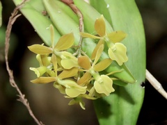 Epidendrum amphistomum