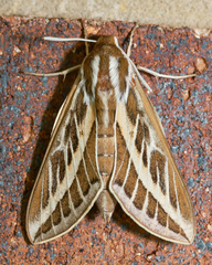 Hyles livornicoides