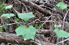 Vitis monticola