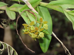 Epidendrum amphistomum
