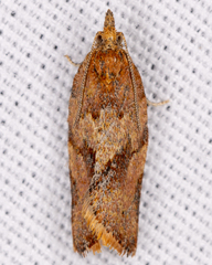 Argyrotaenia