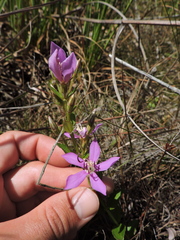 Acisanthera alsinaefolia