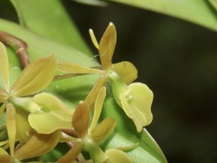 Epidendrum amphistomum