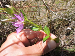 Acisanthera alsinaefolia