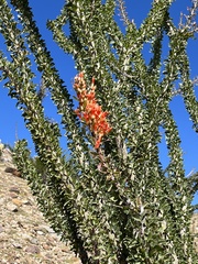 Fouquieria splendens splendens