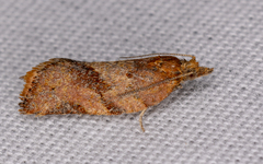 Argyrotaenia