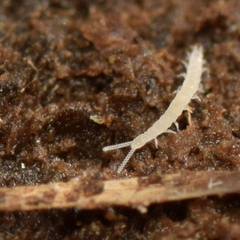 Scolopendrellidae