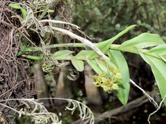 Epidendrum amphistomum