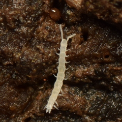 Scolopendrellidae