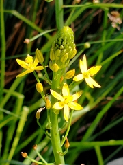 Bulbine bulbosa