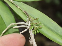 Epidendrum amphistomum