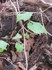 Vitis monticola