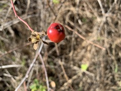 Rosa californica