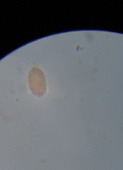 Euglenozoa