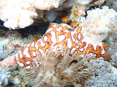 Botrylloides leachii