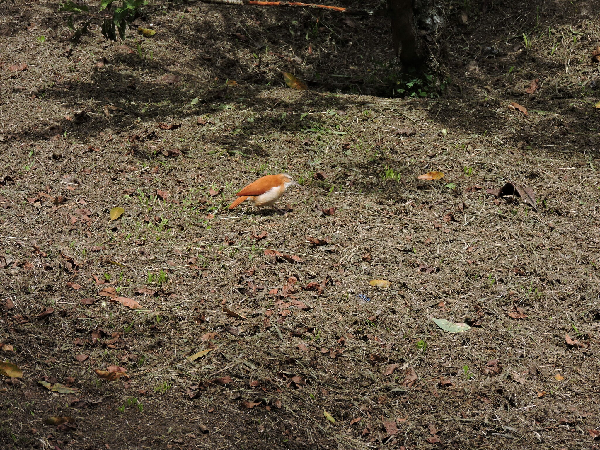 Furnarius leucopus image