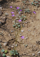 Gilia cana