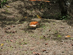 Furnarius leucopus