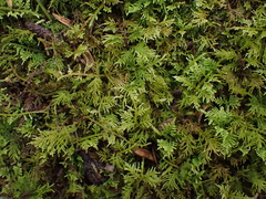 Thuidiopsis sparsa