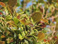 Alchornea triplinervia