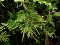 Thuidiopsis sparsa