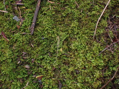 Thuidiopsis sparsa