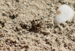 Pardosa