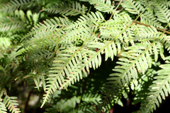 Pteris tremula
