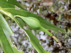 Epidendrum nocturnum