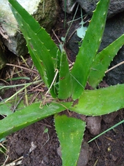 Aloe vera