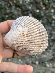 Clinocardium nuttallii
