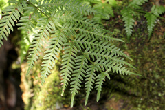 Pteris tremula