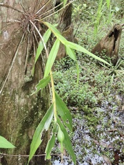 Epidendrum nocturnum