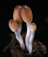Setulosi