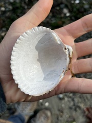 Clinocardium nuttallii