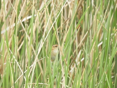 Phleocryptes melanops