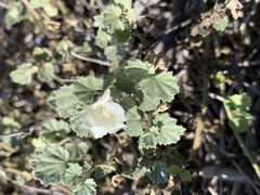 Malvella leprosa
