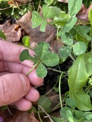 Trifolium repens