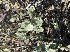 Malvella leprosa