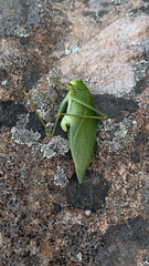 Microcentrum retinerve