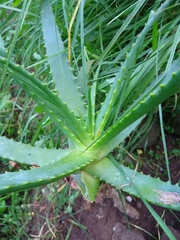 Aloe arborescens