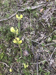 Moraea bellendenii